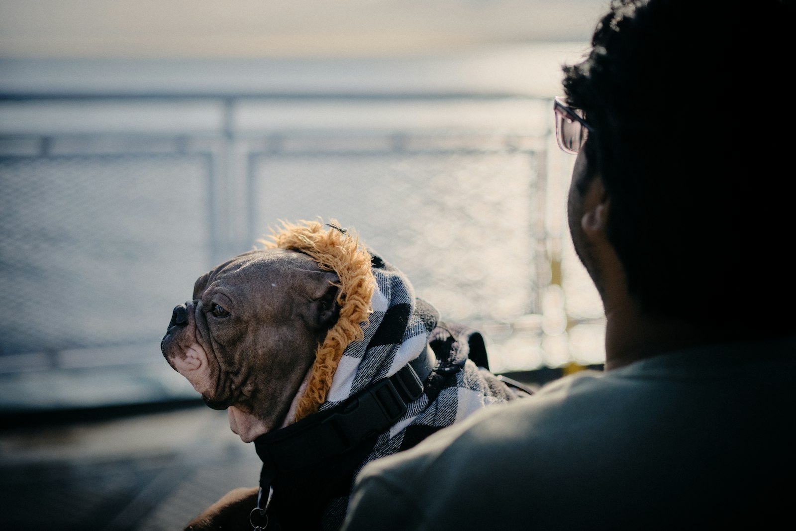 Dog Grooming Walnut Creek: How to Build a Grooming Plan That Actually Fits Your Dog